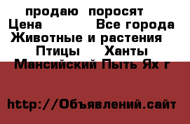 продаю  поросят  › Цена ­ 1 000 - Все города Животные и растения » Птицы   . Ханты-Мансийский,Пыть-Ях г.